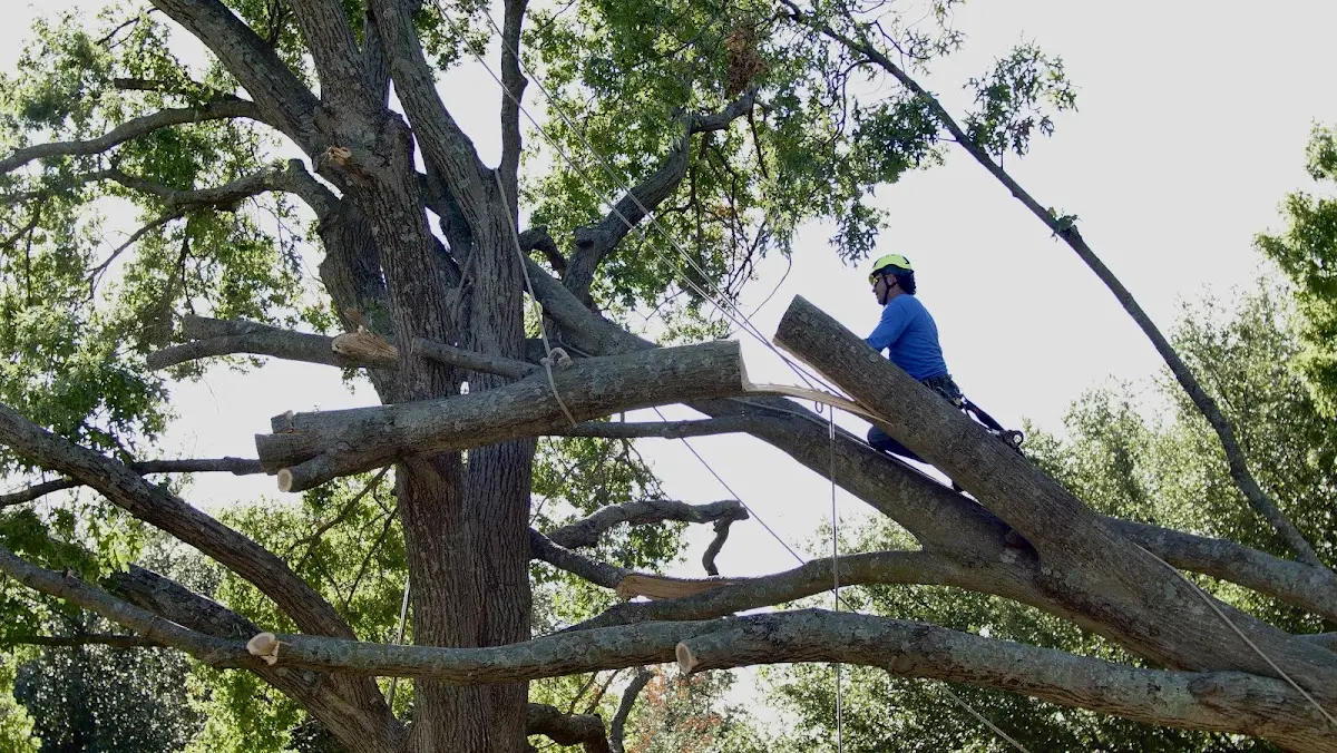 Professional Crown Thinning performed by certified arborists in Jonesboro